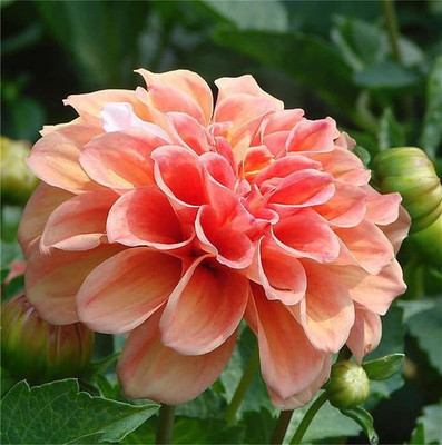 CYBEXIS XLL-1 - Dahlia Rare White Red Dahlia Charming Flower - (60 Seeds) Seed(60 per packet)
