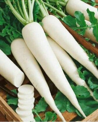 Qausain Radish Seeds Seed(50 per packet)