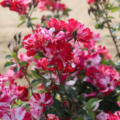 CYBEXIS NDIR-85 - Multi Colored Climbing Rose - (300 Seeds) Seed(300 per packet)