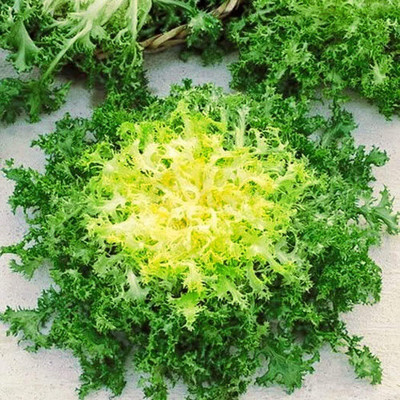 Qualtivate AXL-1AT Endive - Green Curled Ruffec Seed(300 per packet)