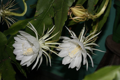 Bula Plant House asian night queen beautiful flower hybrid seeds 1-packet Seed(55 per packet)