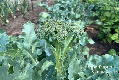 DEYS AGRO ™ broccoli seeds High Yield green hybrid vegetable Seed(54 per packet)