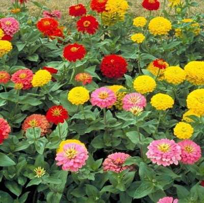 Avysa ZINNIA - Flower Mix Seed(15 per packet)