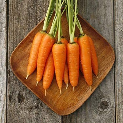 VibeX NBIR-42 - Danvers Carrot - (2250 Seeds) Seed(2250 per packet)