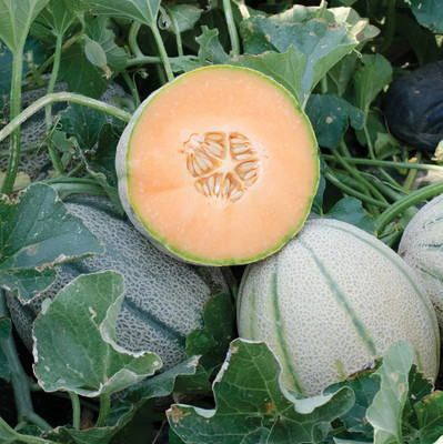 MRCY Organic Muskmelon sweet honeydew Seed(100 per packet)