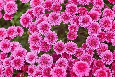 WILLVINE VVI-365 Chrysanthemum Flowers Seeds / Guldaudi Mix Colors Hybrid Seeds Seed(25 per packet)