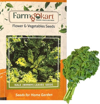 farmgokart |10 Gms CURLY KALE Herb Seeds |for Home Gardening, Farming & Hydroponics| Seed(10 g)