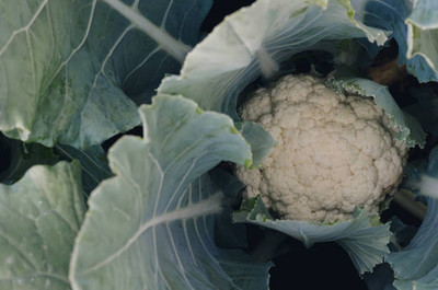 Kritharth Creation white cauliflower,gobhee seeds Seed(14 per packet)