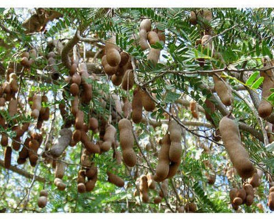 KANAYA IMLI Seed(10 per packet)