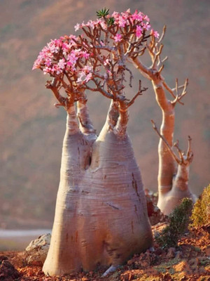 Qualtivate NDIR-650 Adenium Obesum Seed Non-GMO Seed(30 per packet)