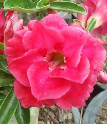 Qualtivate NDIR-293 Adenium Obesum Desert Roses Triple-Red-Heart Seed(30 per packet)