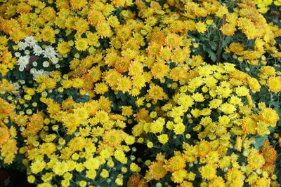 Greenco marigold/gende ka phool flower seeds Seed(25 per packet)