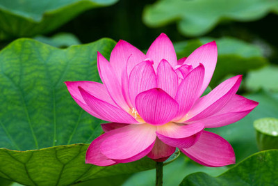 Aamaya Store lotus,kamal gatta Seed(11 per packet)