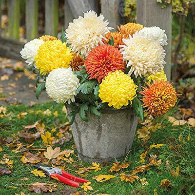 Qualtivate XLL-362 Chrysanthemum Gaint Flowering Varieties Air Purifier Seed(25 per packet)