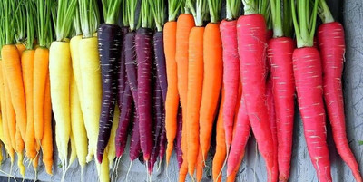 VibeX GBPUT-78 - Rainbow Carrot for Planting - (2250 Seeds) Seed(2250 per packet)