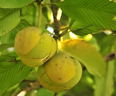 SHYAM Green Sweleet Ephant Apple Fruit plant. Seed(1 per packet)