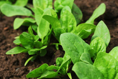 AFARTIOBINA 82 PCS SPINACH SEEDS-A02 Seed(82 per packet)