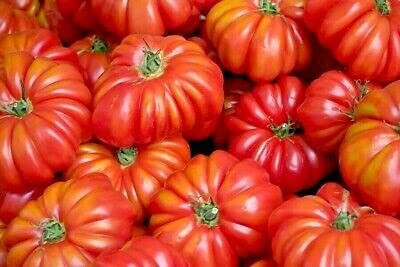 LPR TOMATOO,TAMATARR Seed(40 per packet)