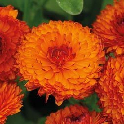 CRGO CALENDULA Seed(20 per packet)