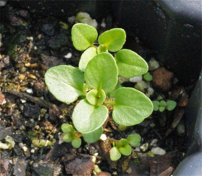 Qualtivate KXL-9AT Creeping Thyme-Thymus Serpyllum Seed(50 per packet)
