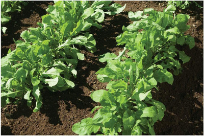 VibeX LX-30 - Arugula Astro - (2250 Seeds) Seed(2250 per packet)