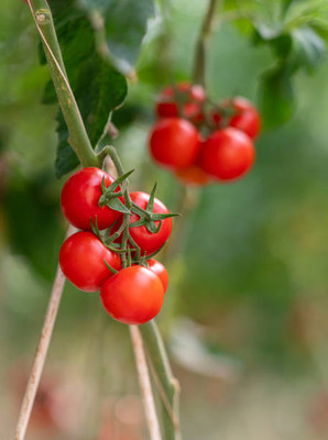 bheeshma tomato Seed(120 per packet)