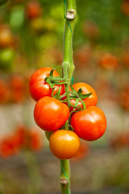 LKM tomato Seed(30 per packet)