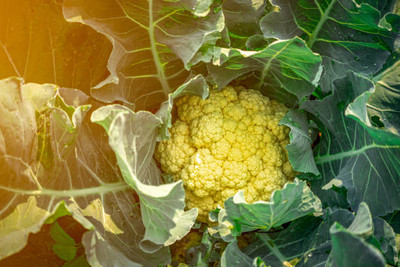 Aro white cauliflower,gobhee seeds Seed(35 per packet)