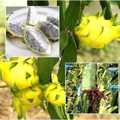 ACMS Israeli Yellow Dragon Fruit Seed For Home And Kitchen Garden Seed(30 per packet)