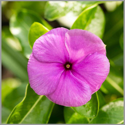 CRGO VINCA , SADABAHAR Seed(45 per packet)