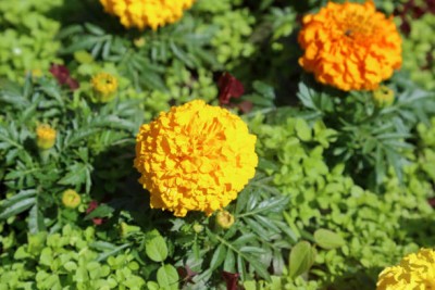 GreenHorizon marigold/gende ka phool flower seeds Seed(50 per packet)