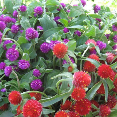 STARKC Globe amaranth, (Gomphrena globosa) Seed(200 per packet)
