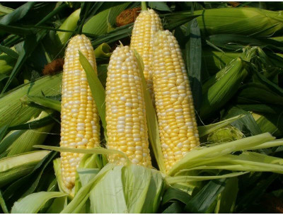 LPR SWEET CORN Seed(100 per packet)