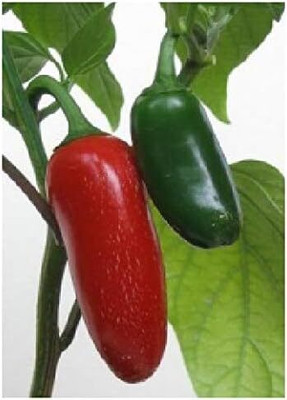 KNESSiN Chilli Pepper Jalapeno Seed(1250 per packet)
