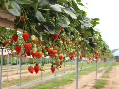the green dotcom Strawberry Seed(105 per packet)