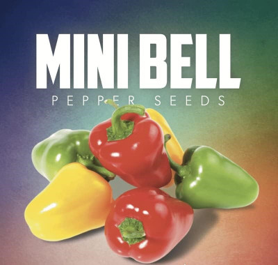 KNESSiN Heirloom Mini Capsicum Vegetable Seeds For Planting-(400 Seeds) Seed(400 per packet)