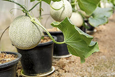 CYBEXIS XL-63 - Hybird Musk Melon Samurai - (1350 Seeds) Seed(1350 per packet)