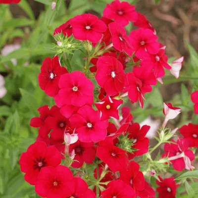CEZIUS Annual Phlox Seeds - Red Seed(100 per packet)