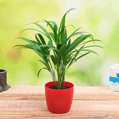 ibains Areca palm plant seed Seed(77 per packet)