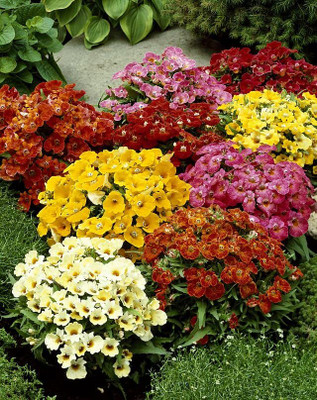 Epazo Nemesia- Genus Of Annual Perennials Garden Path Garden Seed(13 per packet)