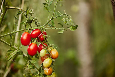 Shree Ganesh tomato Seed(55 per packet)