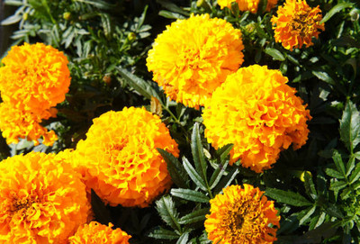 Greenery Seed Retail marigold,gende ka phool seeds Seed(20 per packet)