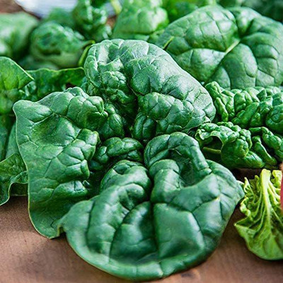 CYBEXIS XLL-69 - Bloomsdale Long Standing Spinach - (250 Seeds) Seed(250 per packet)