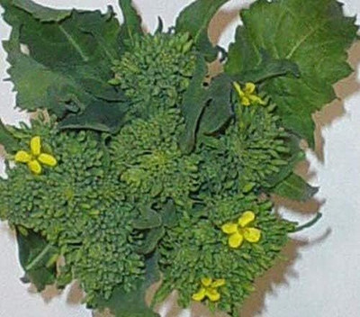 Qualtivate PUAS-9A Broccoli - 'Early Fall Rapini' Seed(300 per packet)