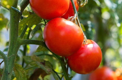 JENY tomato Seed(145 per packet)