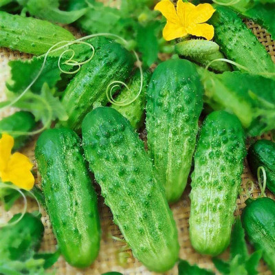 CYBEXIS Hybrid Cucumber Seeds Pickled Vegetables 2000 Seeds Seed(2000 per packet)
