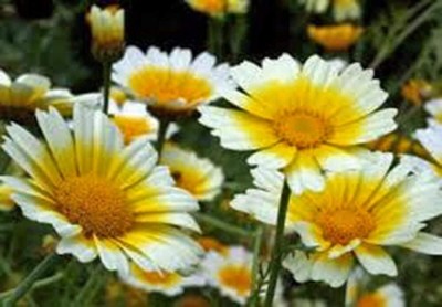 Qualtivate NBIR-17 Freshly Harvested Garland Daisy Seeds Seed(50 per packet)