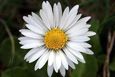 CYBEXIS LXI-90 - White English Daisy - (180 Seeds) Seed(180 per packet)