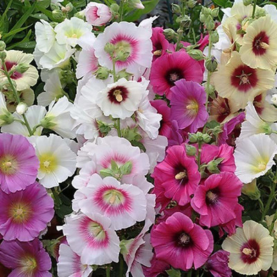 ACCELCROP Hollyhock Mix Flower Seed(10 per packet)