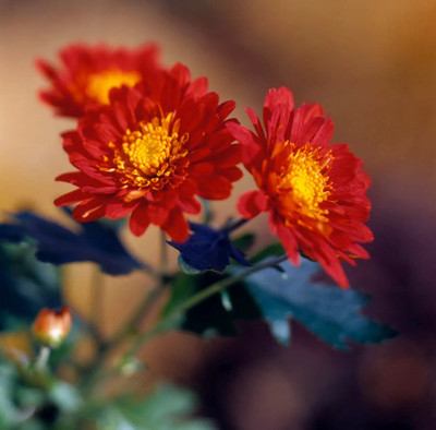 Quentova Jasper' chrysanthemum-7A-VII Seed(50 per packet)